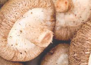 Yiyebileceğiniz Mantar Türleri