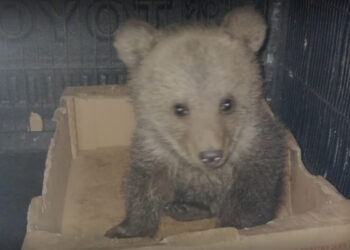 Gümüşhane’de yaşayan kadın ayı yavrusuna, bir gece evinde baktı