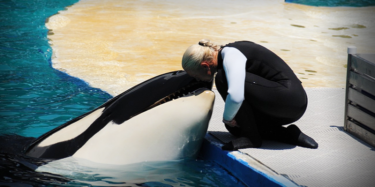 Orca lolita özgürlüğüne kavuşuyor