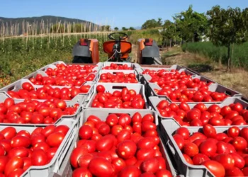 Rusya’ya domates ihracatında kota 500 bin tona çıkarıldı