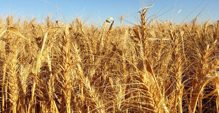 Polonya ve Macaristan’dan sonra Slovakya da Ukrayna’dan tahıl almayacak