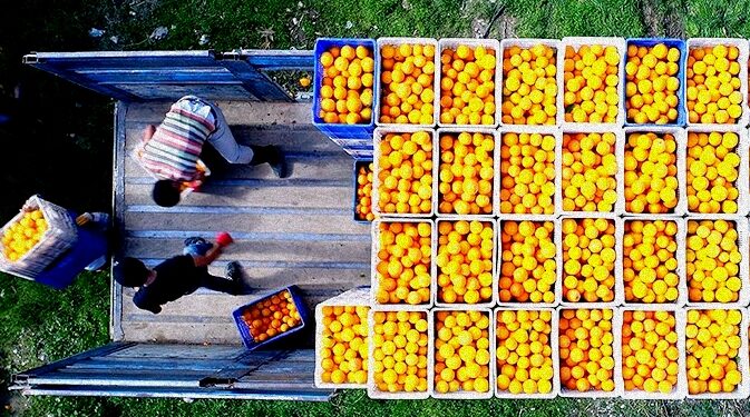 Turunçgil ihracatı zirvede