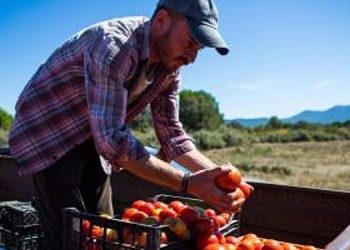 Karşıyaka’nın Yamanlar domatesi İzmir’in 17 ilçesine yayılıyor