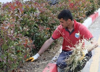 Menderes’te Ot Paklığı