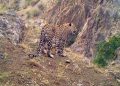 Anadolu leoparı fotokapana yakalandı