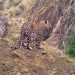 Anadolu leoparı fotokapana yakalandı