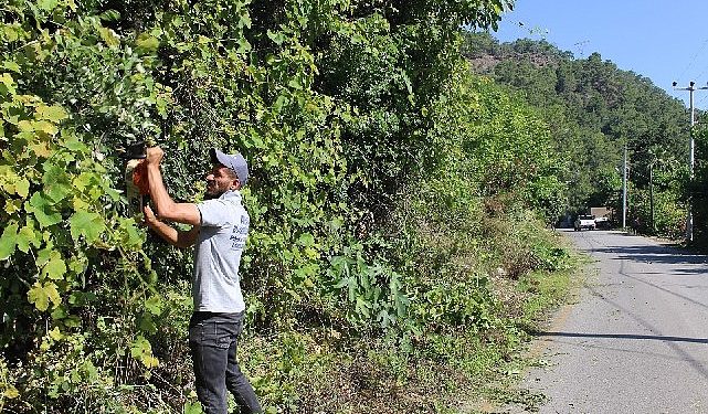 Antalya Büyükşehir grupları Çıralı’da paklık çalışması yaptı