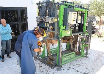 Antalya Büyükşehir’in hayvancılığa takviyesi sürüyor