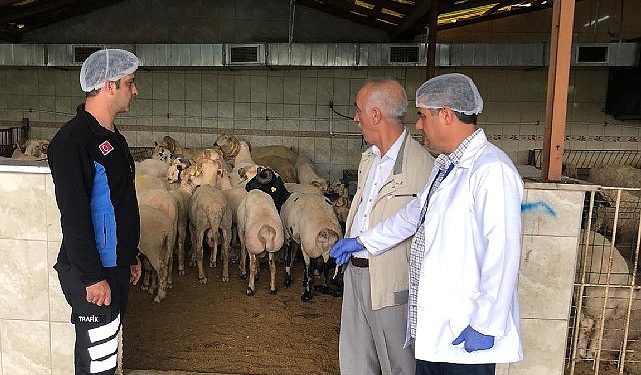 Bayrampaşa’da kurbanlıklar kontrol altında