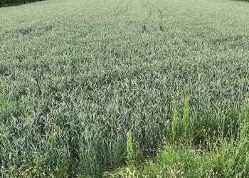 Büyükşehir’in hibe ettiği cet tohumları uzunluk verdi