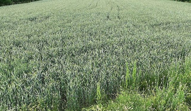 Büyükşehir’in hibe ettiği cet tohumları uzunluk verdi