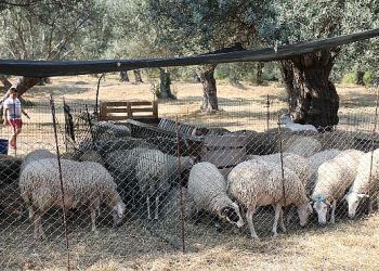 Edremit’te kurban satış ve kesim yerleri belirlendi