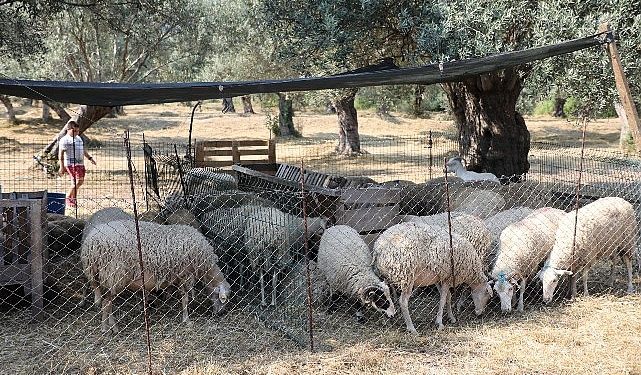 Edremit’te kurban satış ve kesim yerleri belirlendi