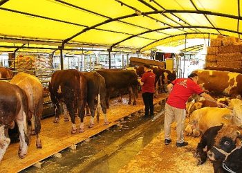 İstanbul Kurban Bayramına hazır