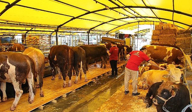 İstanbul Kurban Bayramına hazır