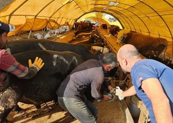 Keçiören Belediyesi veteriner kontrolünden geçti