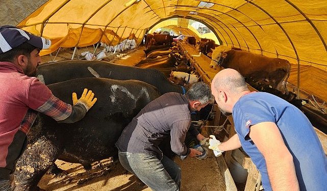 Keçiören Belediyesi veteriner kontrolünden geçti