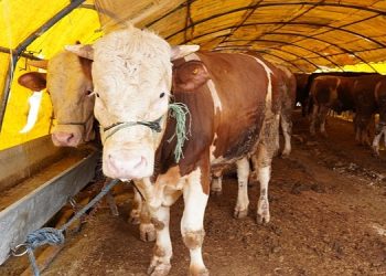 Keçiören’de Kurban Pazarı Kuruldu, Satışlar Başladı