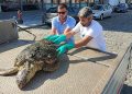Körfez’de yaralı “Caretta Caretta” bulundu