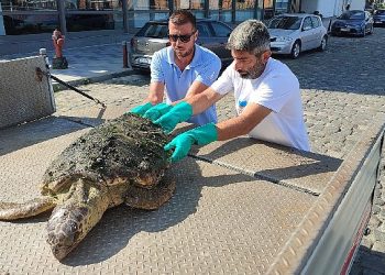 Körfez’de yaralı “Caretta Caretta” bulundu