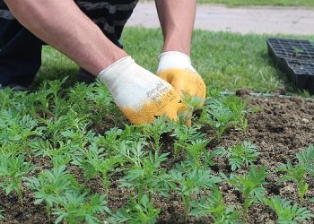 Korkuteli çiçeklerle renklendi