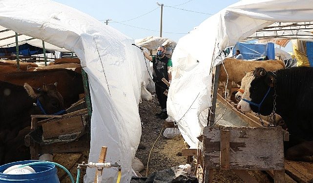 Kurban pazar yerleri ilaçlanıyor