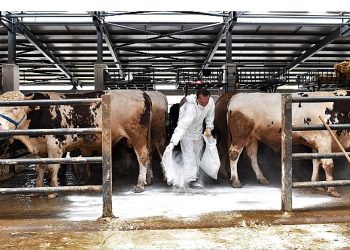 Kurban pazarlarında sinekle uğraş