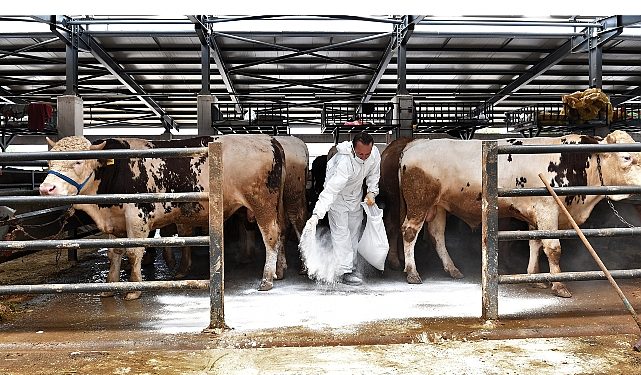 Kurban pazarlarında sinekle uğraş