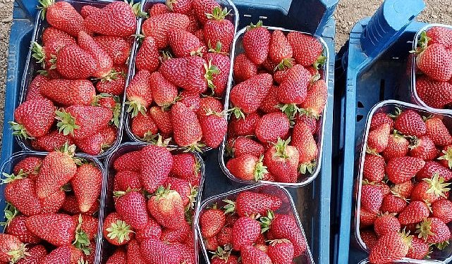 Muğla’nın Çilekleri Migros Raflarında