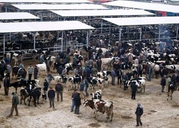 Ödemiş’te kurban satış ve kurban kesim yerleri aşikâr oldu