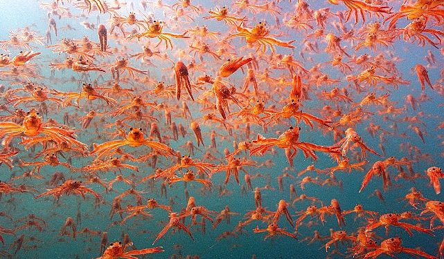 Okyanustaki Casus: Derin Denizlere Kameralarla Seyahat