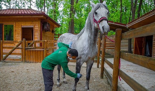 Ormanya bayrama hazır