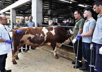 Osmangazi’de kurban yakalama timleri vazifeye hazır