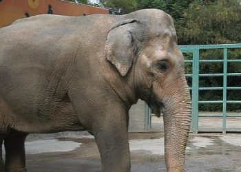 Pak Bahadır efsanesi müzede yaşatılacak