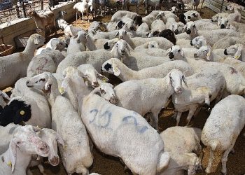 Selçuklu’da kurban satış ve kesim yerleri hazır