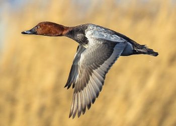 Tekrar Avcıların İstediği Oldu, Kuşağı Tehlike Altındaki Tiplerin Avlanılmasına Müsaade Verildi.