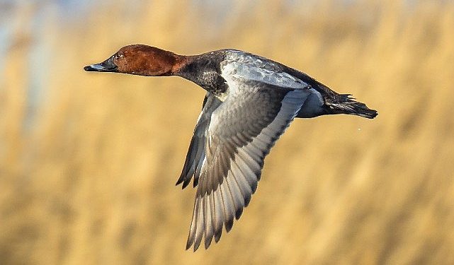 Tekrar Avcıların İstediği Oldu, Kuşağı Tehlike Altındaki Tiplerin Avlanılmasına Müsaade Verildi.