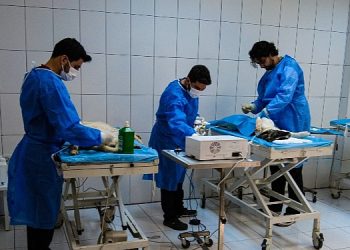 Van Büyükşehir’in Hayvan Barınağı Sokak Hayvanlarına Şifa Dağıtıyor