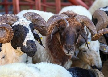 Van’da Kurban Satış ve Kesim yerleri belirlendi