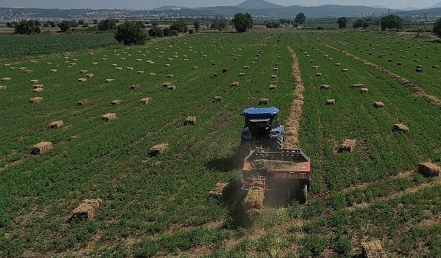 434 Dekar Topraktan Elde Edilen Kaba Yem Üreticiye Dağıtılacak