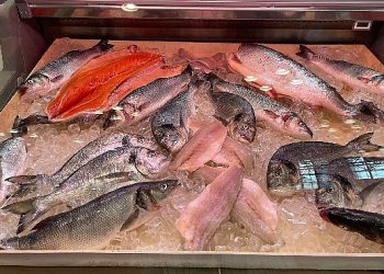 Amerikalıların protein gereksinimini karşılamaya gittiler