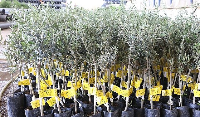Antalya Büyükşehir Belediyesi 10 biner adet ceviz ve zeytin fidanı hibe etti