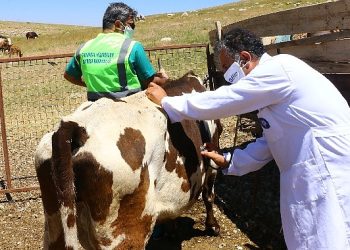 Antalya Büyükşehir’den hayvancılık için yeni proje