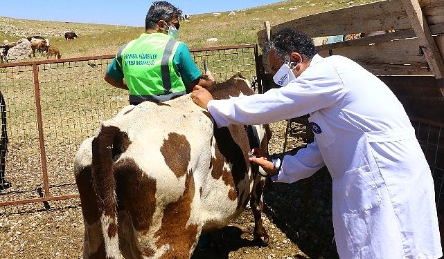 Antalya Büyükşehir’den hayvancılık için yeni proje