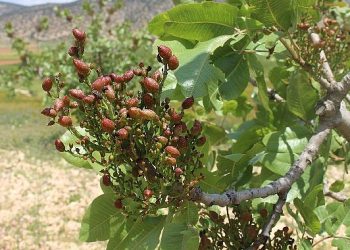 Antalya Büyükşehir’in Antepfıstığı fidanları yüz güldürdü