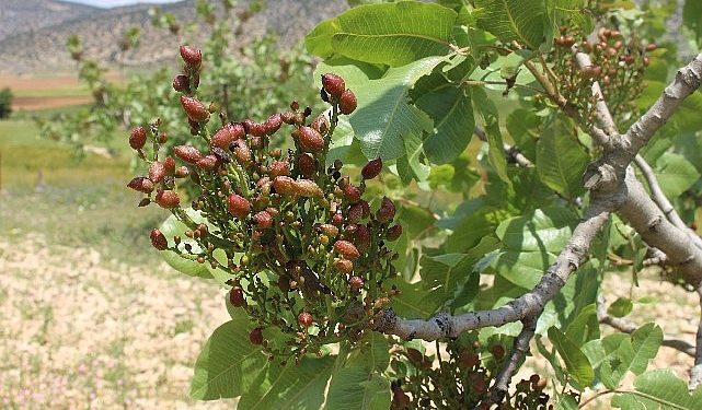 Antalya Büyükşehir’in Antepfıstığı fidanları yüz güldürdü