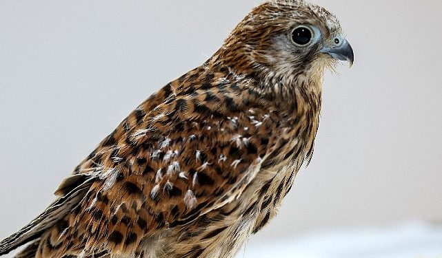 Antalya Doğal Hayat Parkı’nda 3 özel konuk