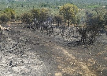 Aydın Büyükşehir Belediyesi İtfaiyesi yangına süratle müdahale etti