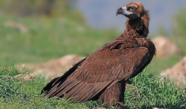 Beypazarı’nda tabiat katliamına neden olacak kalker ocağı projesi durduruldu