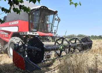 Birinci Sefer Belediye Yerinde Buğday Hasadına Başlandı